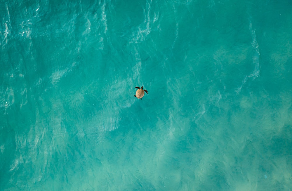 una persona nadando en un cuerpo de agua