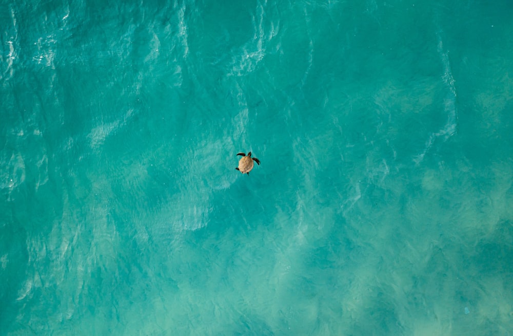 a person swimming in a body of water