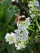 Bees buzzing around blooming flowers in a sunny garden