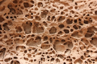 a close up of a rock with holes in it