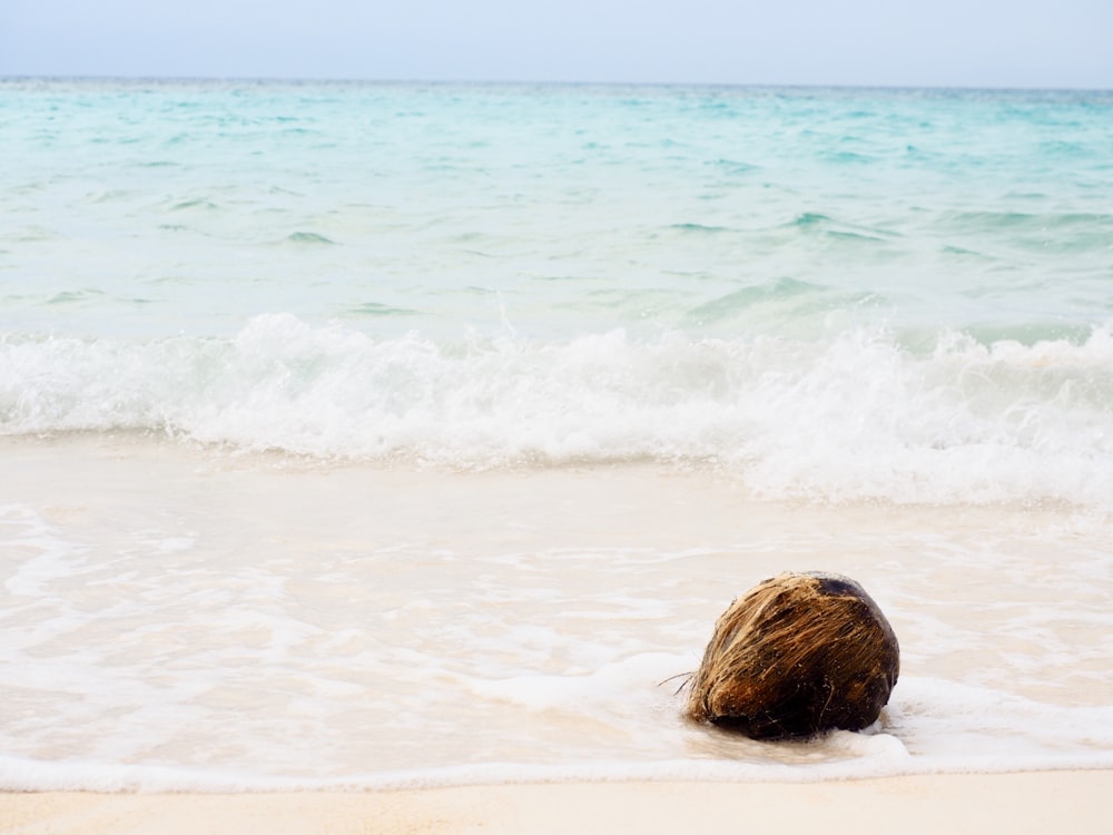 a coconut sitting on top of a sandy beach