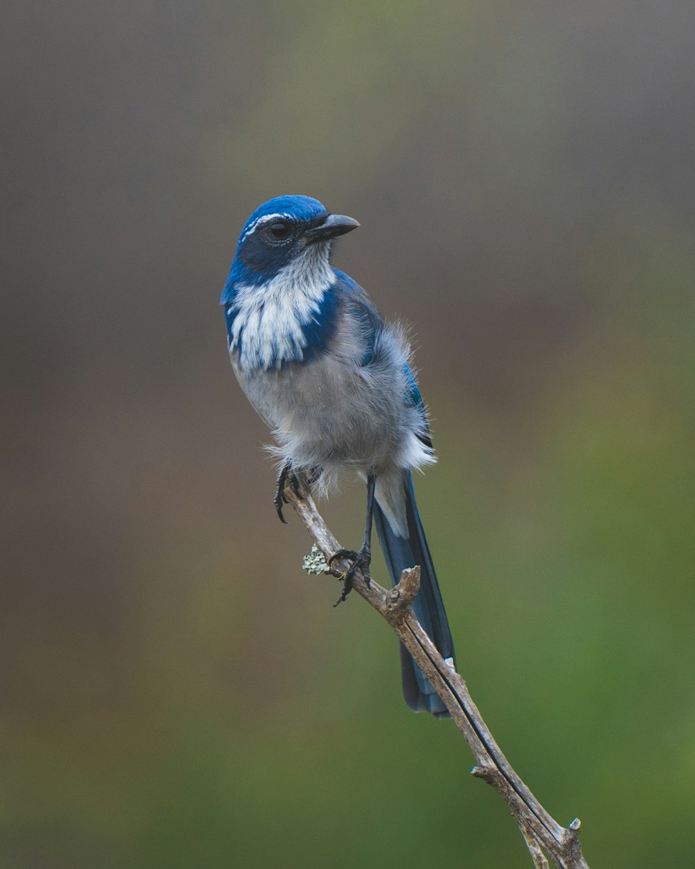 a blue and white bird sitting on a branch