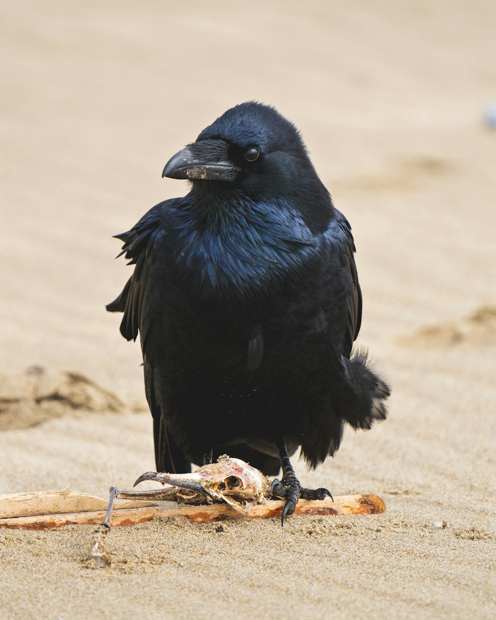 um pássaro preto sentado em cima de uma praia de areia