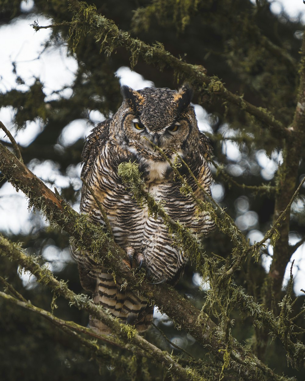 an owl is perched on a tree branch