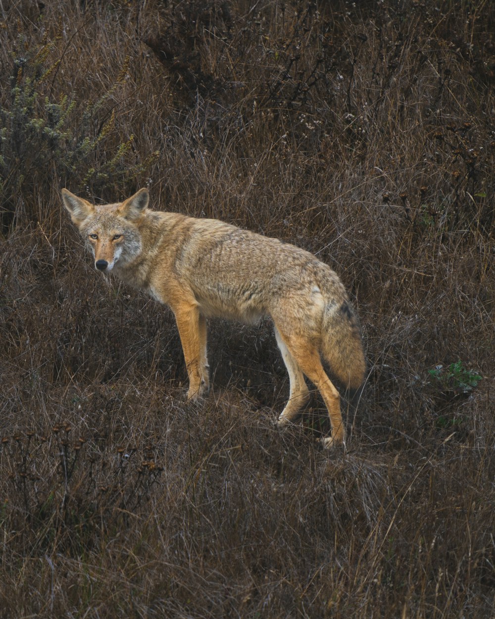 Ein einsamer Wolf steht auf einem Feld mit trockenem Gras