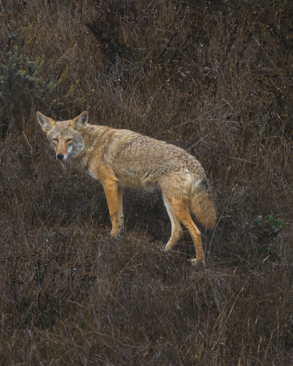 a lone wolf standing in a field of dry grass