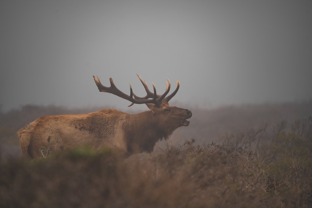 a large elk standing on top of a grass covered field