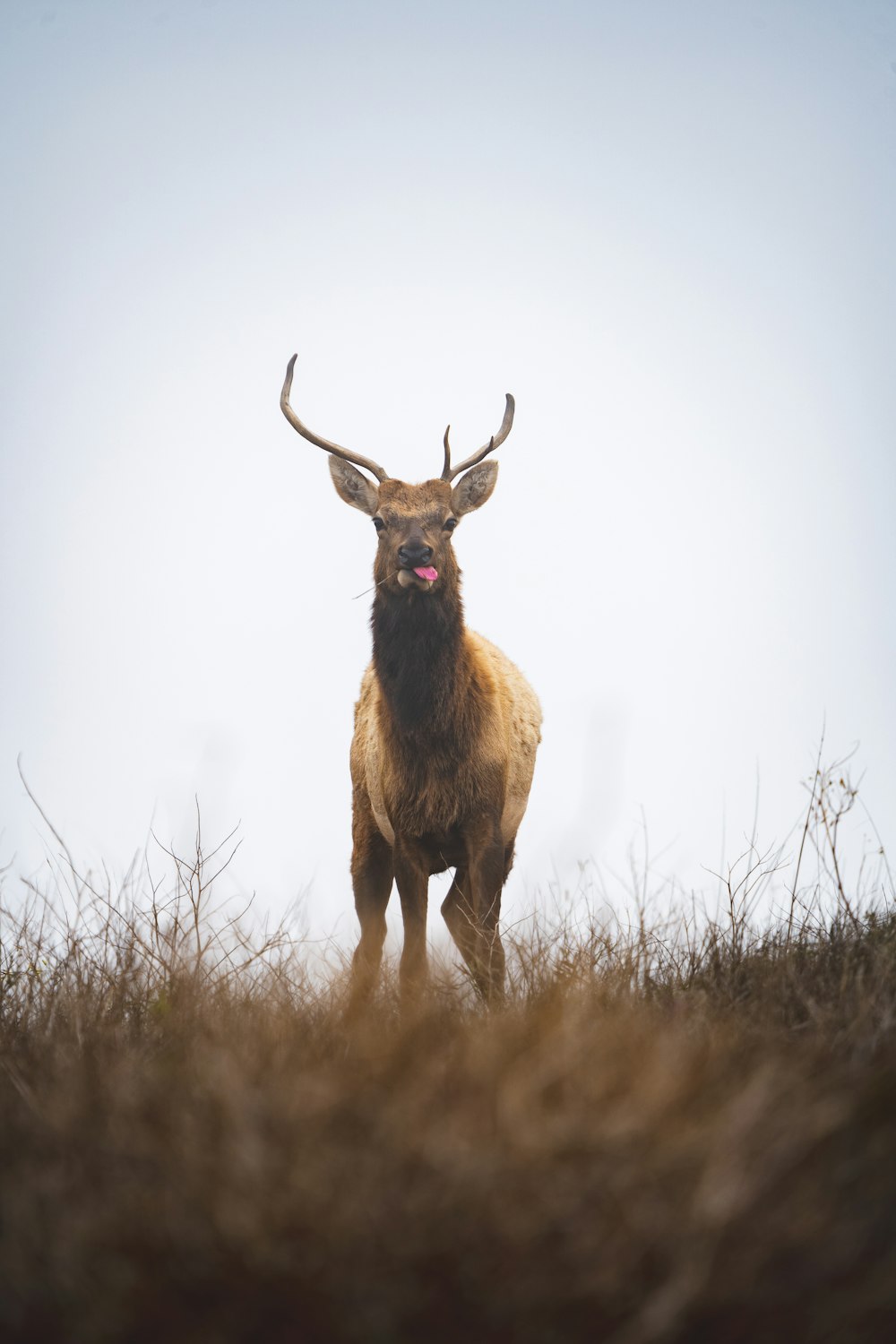 a large elk standing on top of a grass covered field