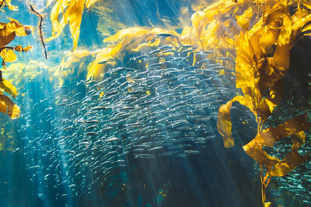 a school of fish swimming in a large body of water