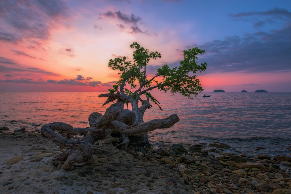 a tree that is sitting in the sand