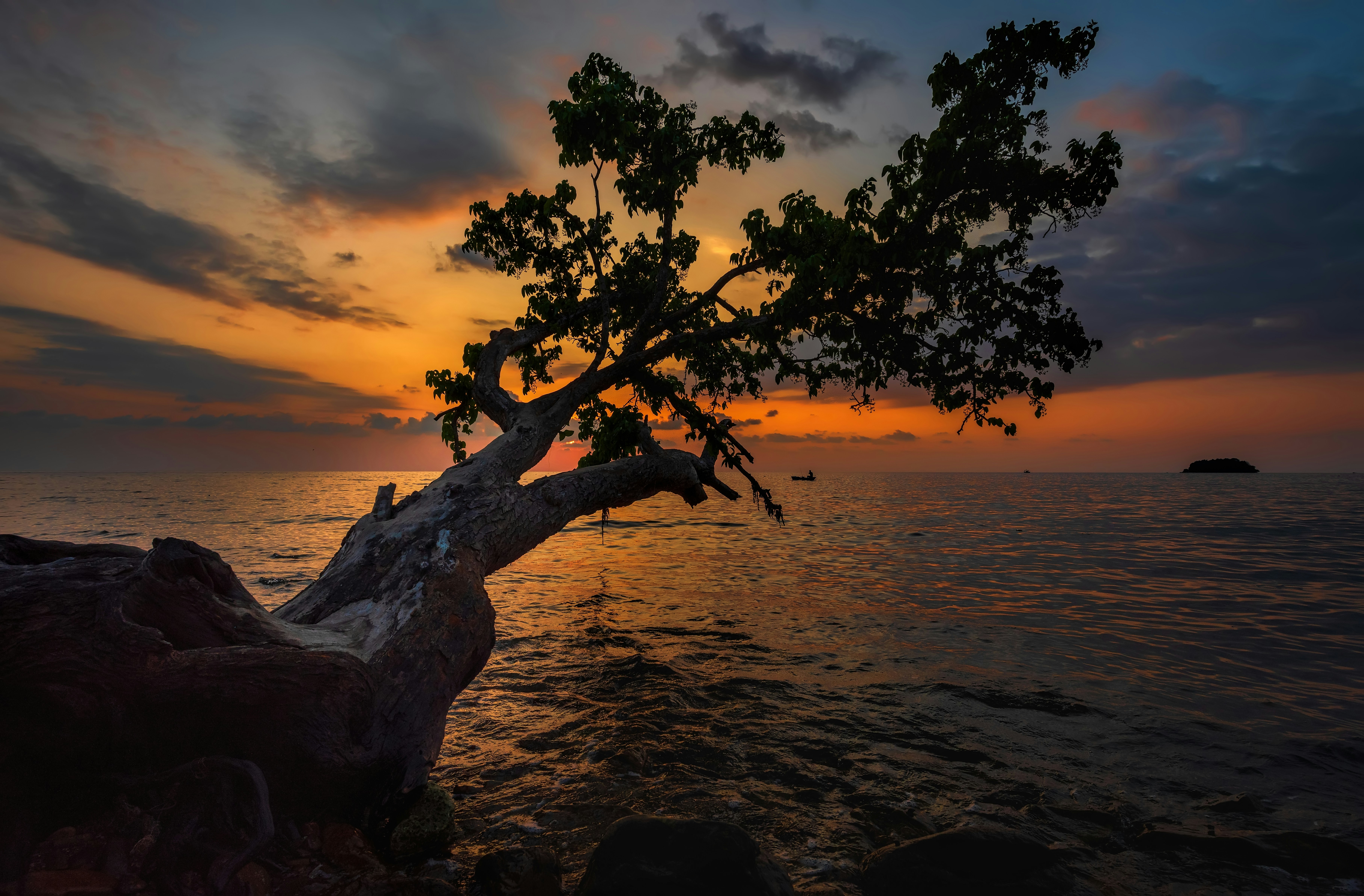 a tree that is standing in the water