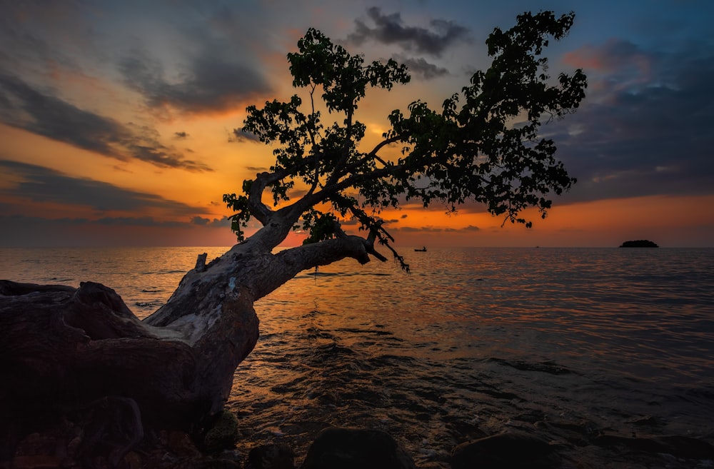 a tree that is standing in the water