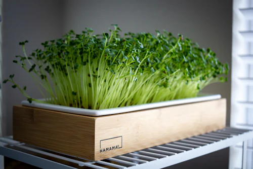 Mustard Microgreens