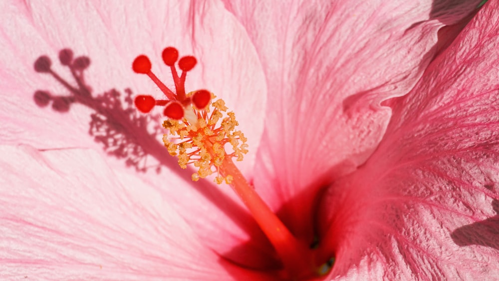 a close up of a pink flower with red stamen
