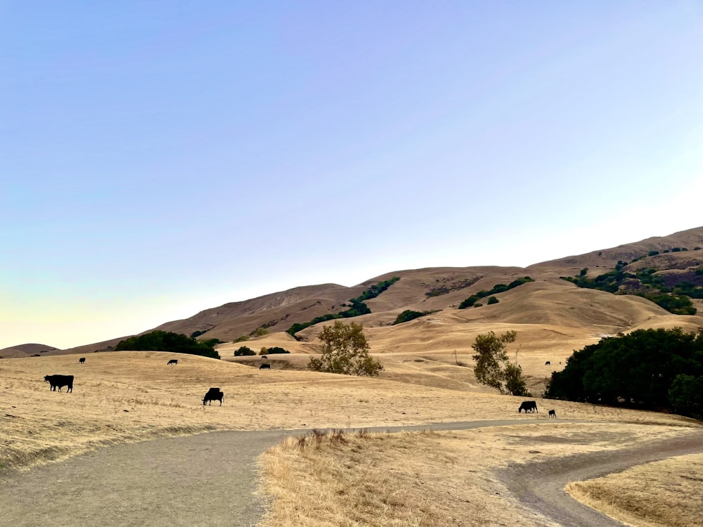 a herd of cattle walking across a dry grass covered field