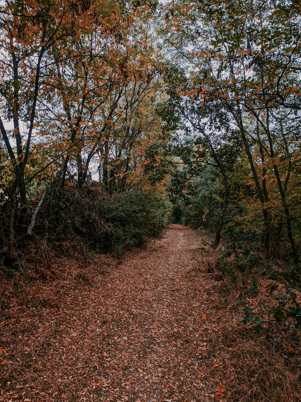 a dirt road surrounded by trees and leaves