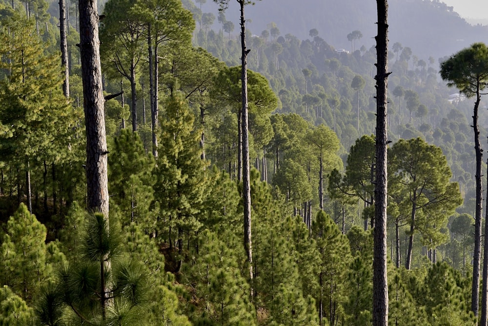 a forest filled with lots of tall green trees