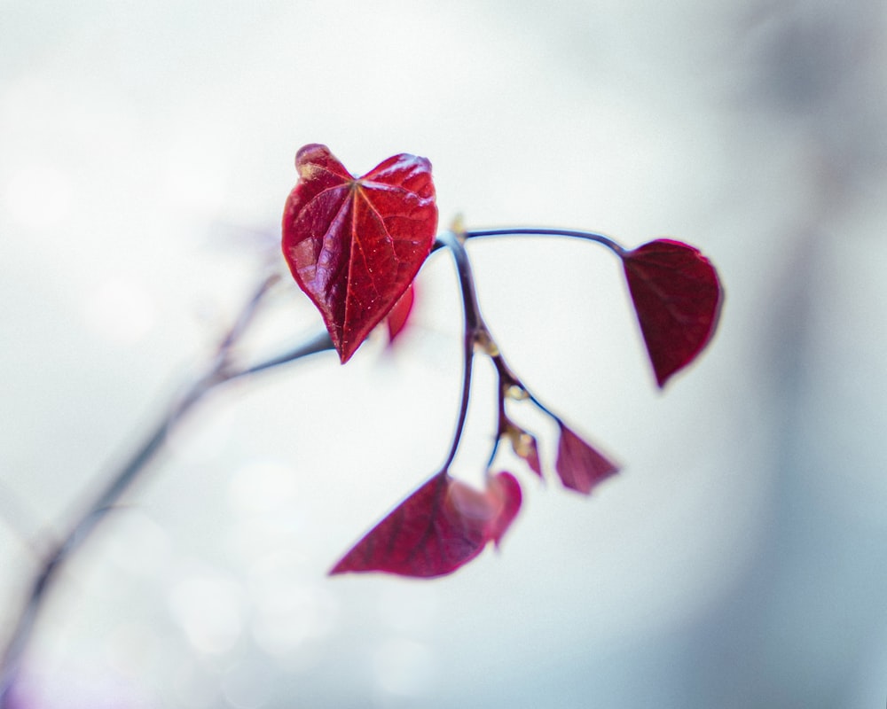 a close up of a branch with red leaves