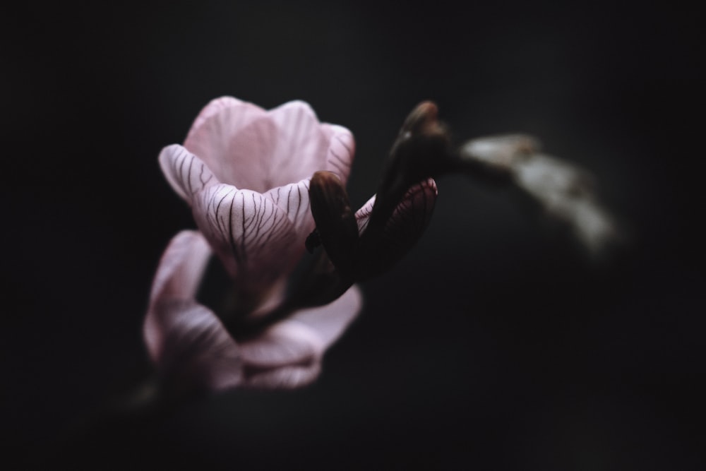 a close up of a pink flower on a black background