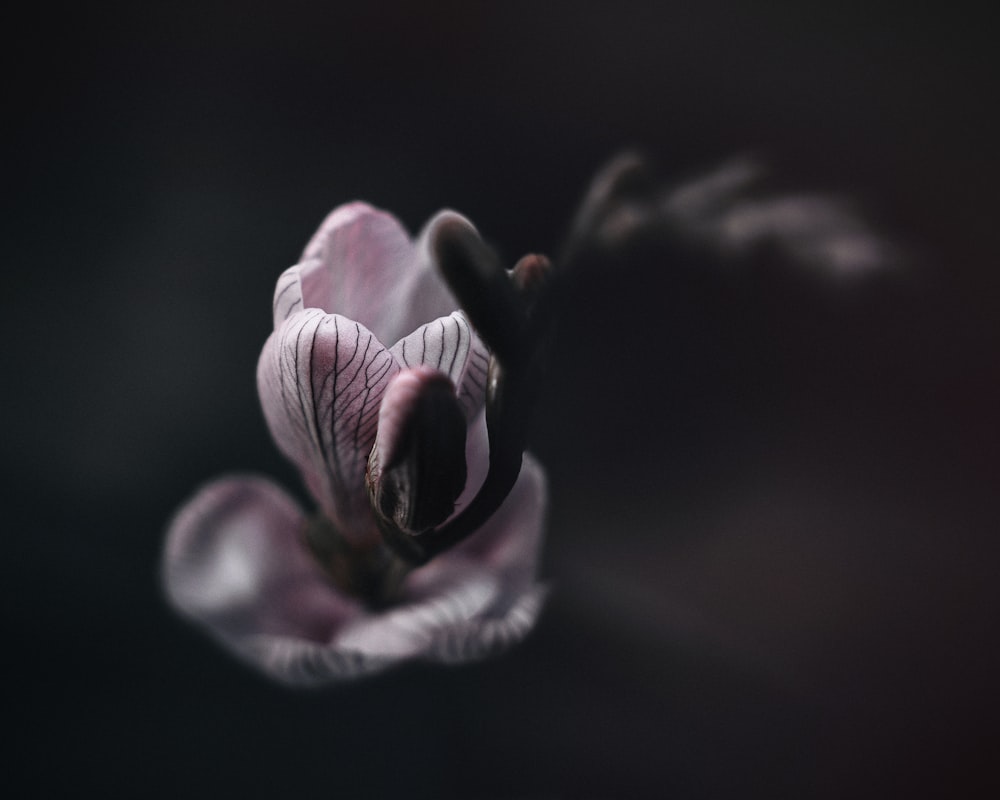 a close up of a flower with a blurry background