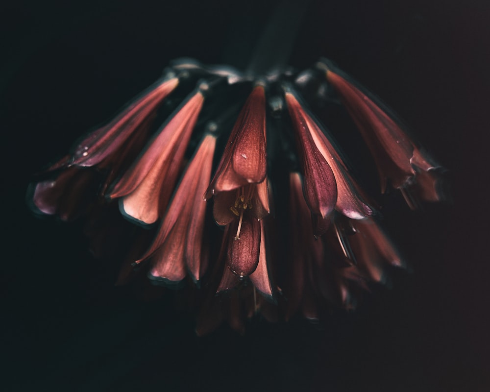 a close up of a flower on a black background