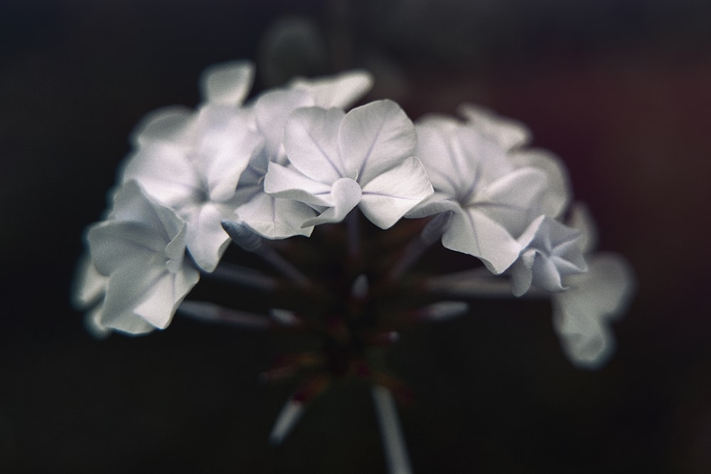 a close up of a white flower with a blurry background