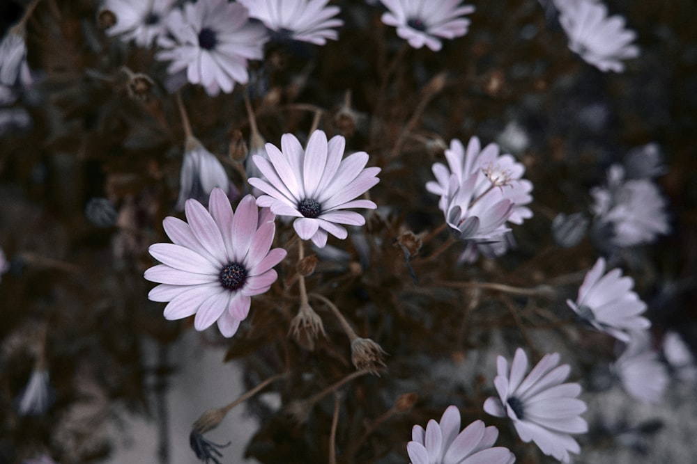 a close up of a bunch of purple flowers