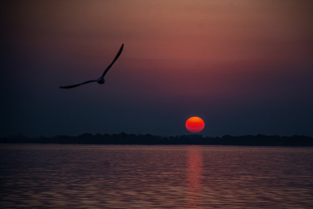 a bird flying over a body of water at sunset