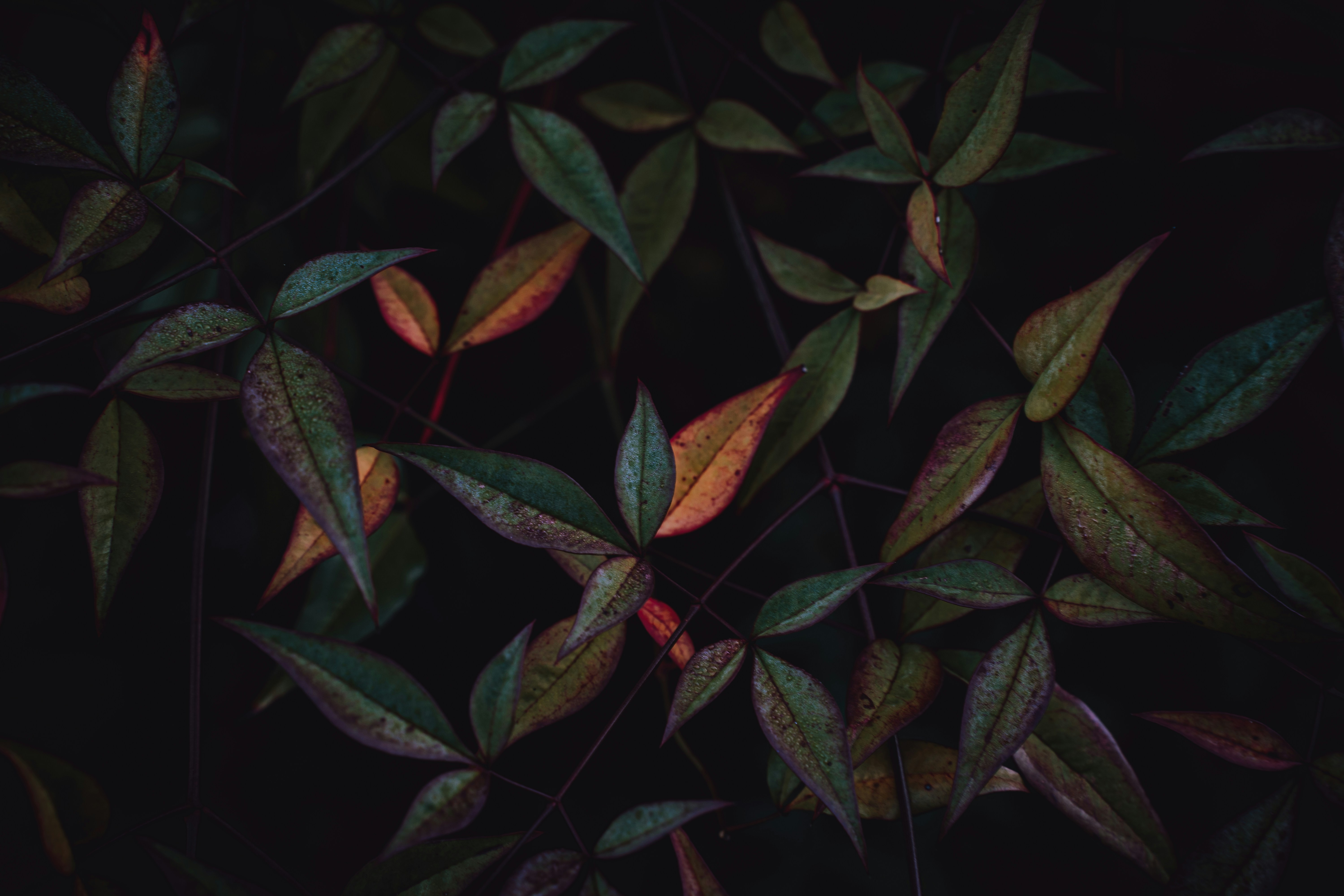 um monte de folhas que estão em uma árvore