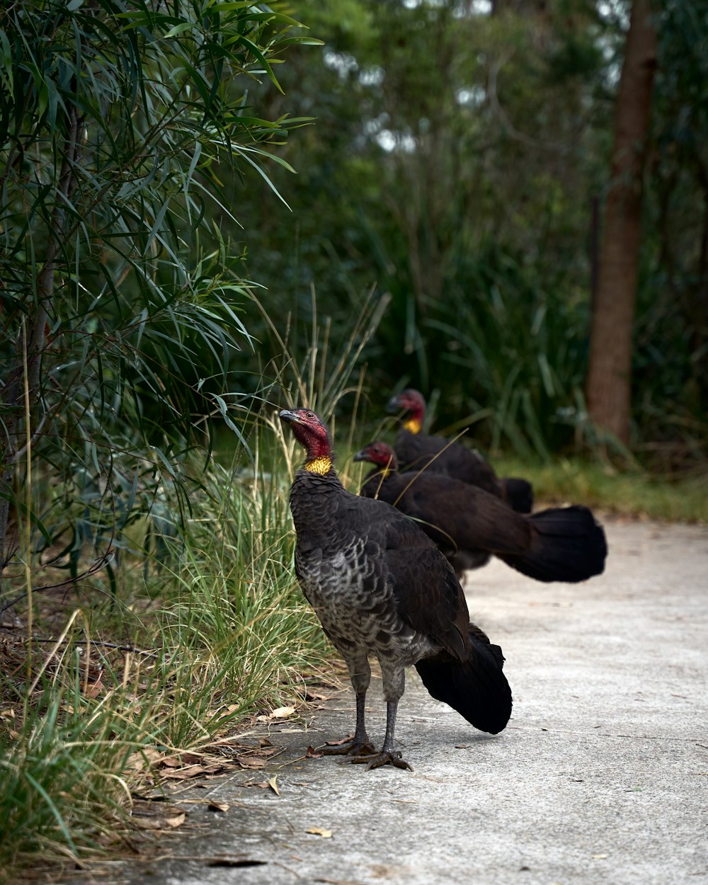 a couple of birds that are standing on a road