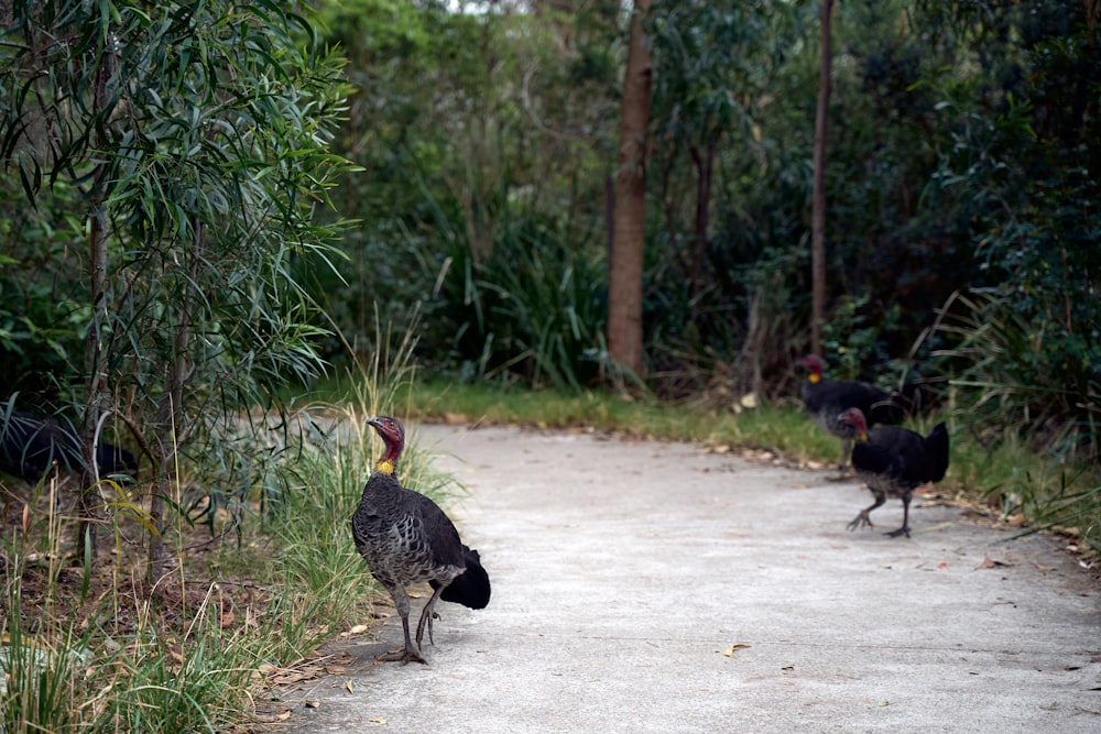 a couple of birds walking down a dirt road