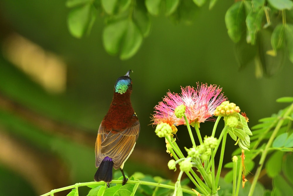 a colorful bird sitting on top of a green plant