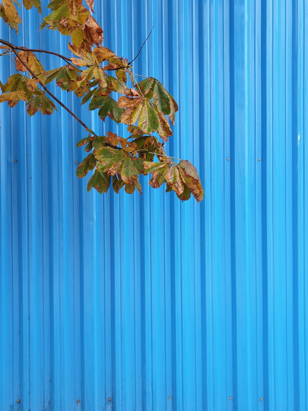 a blue metal wall with a tree branch in front of it