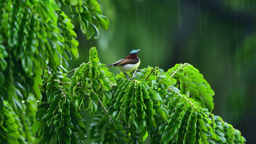 a bird perched on top of a green tree