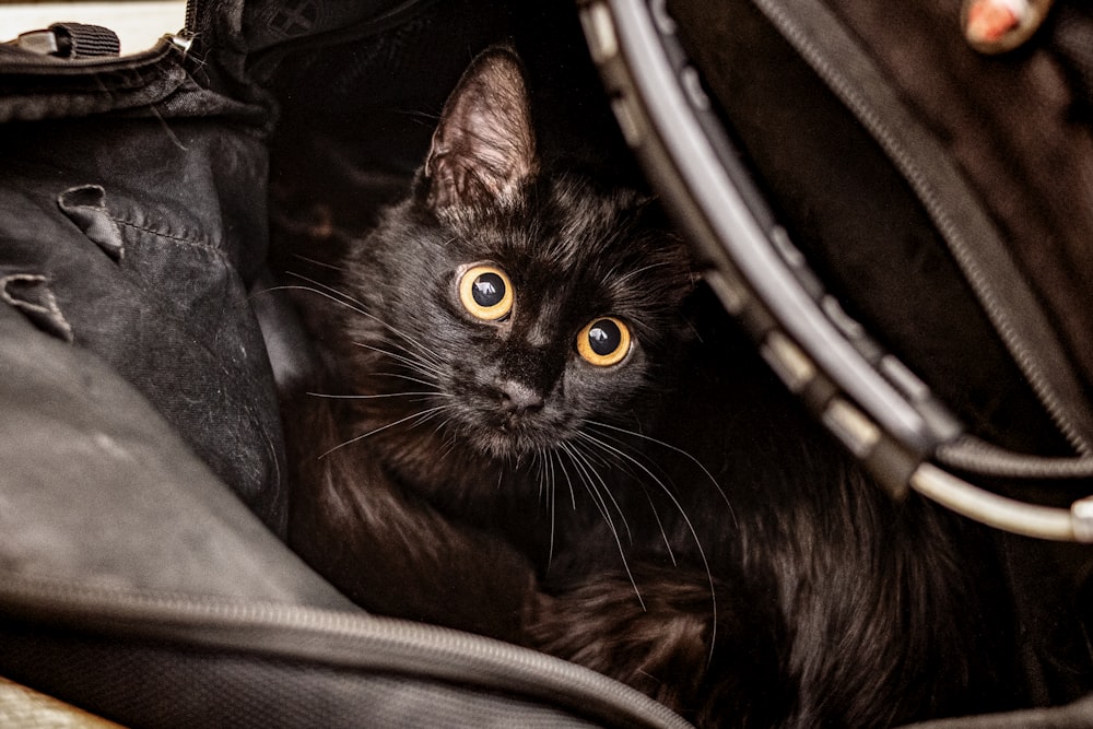 a black cat sitting inside of a black bag