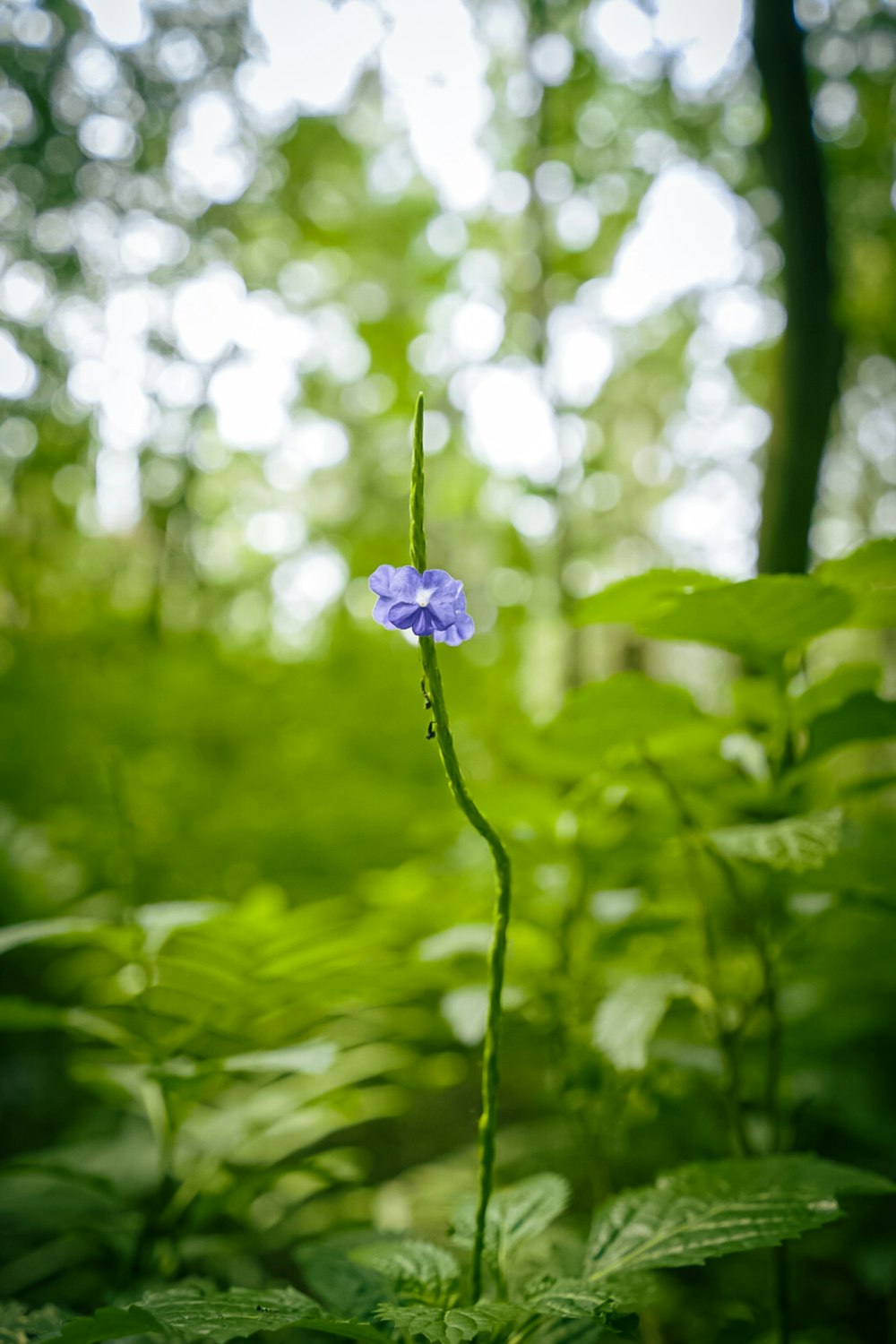 a small blue flower in the middle of a forest