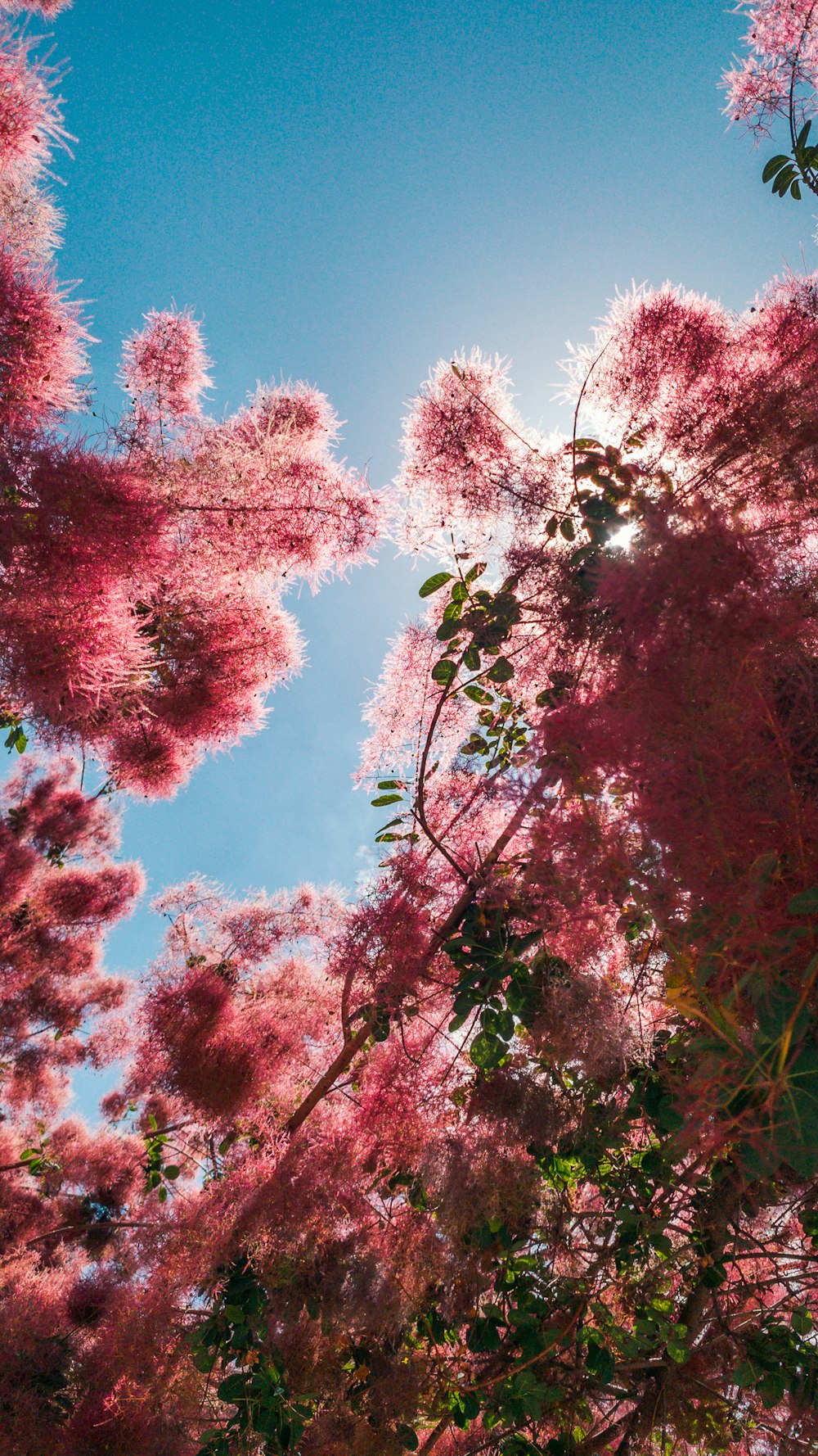 the sun shines through the pink flowers of a tree