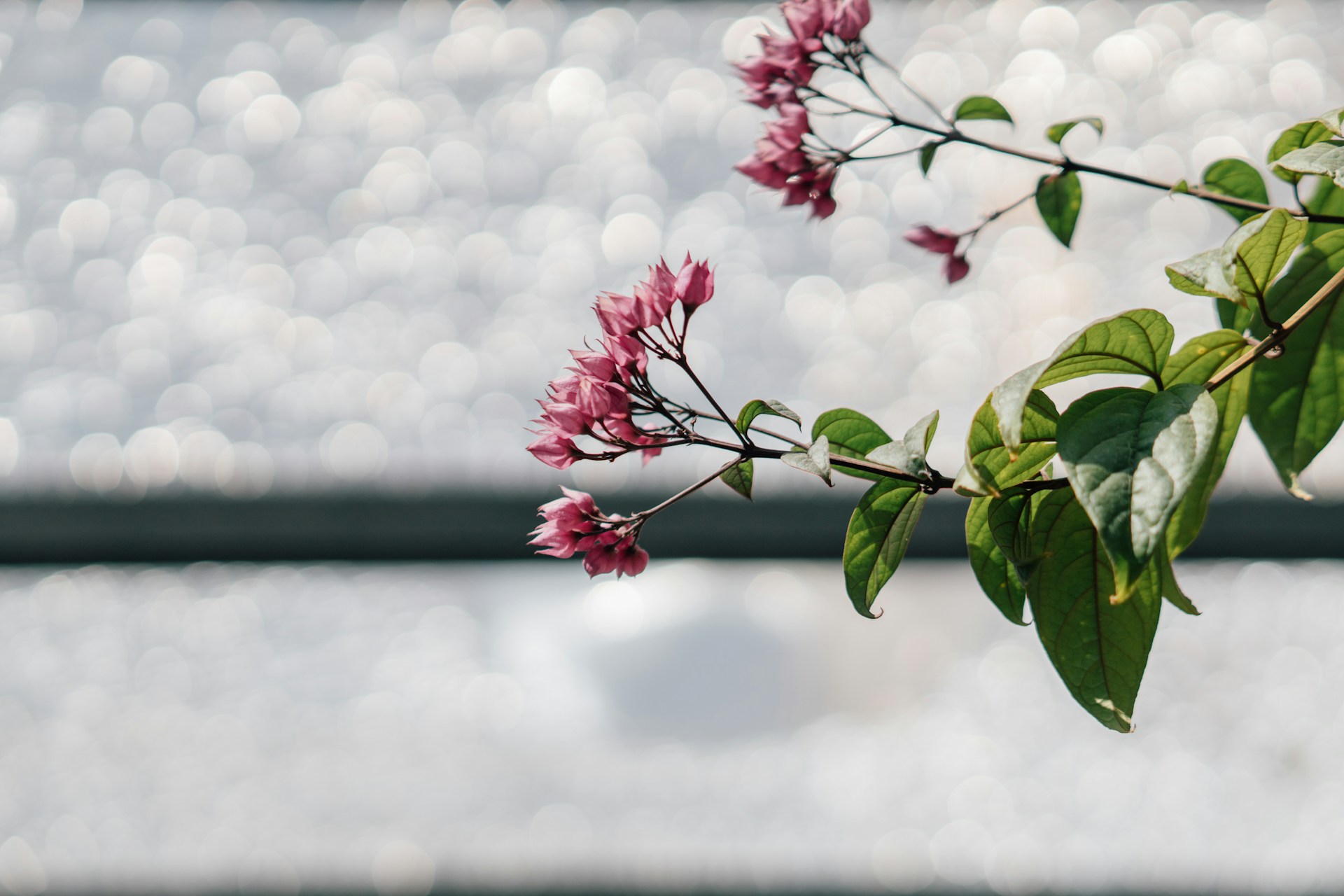 a branch with pink flowers and green leaves