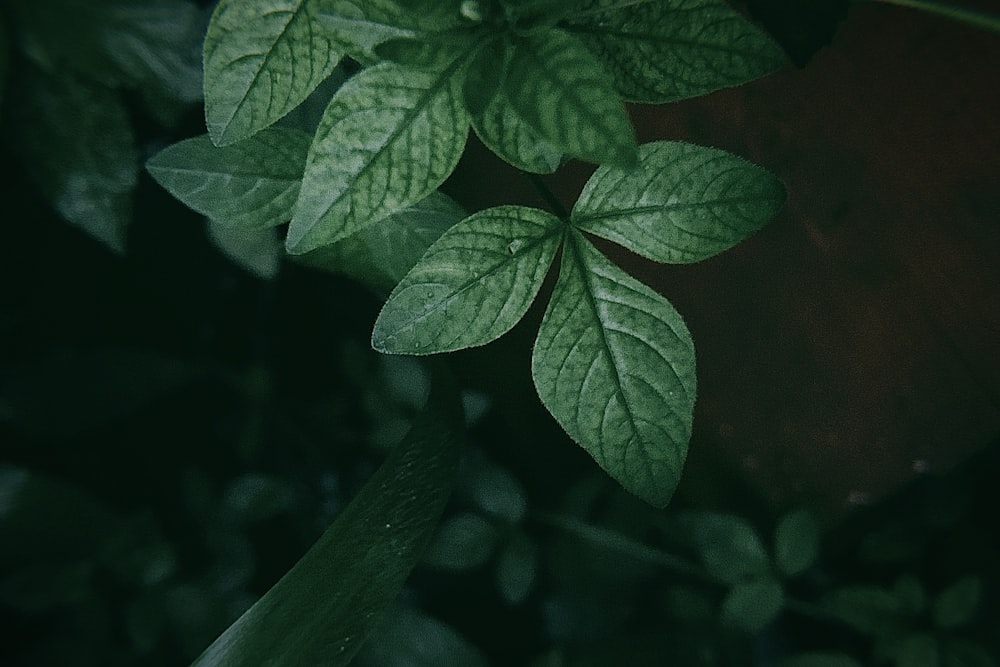 a close up of a green plant with leaves