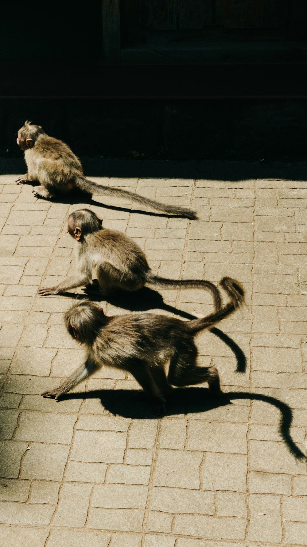 um grupo de macacos sentados no chão