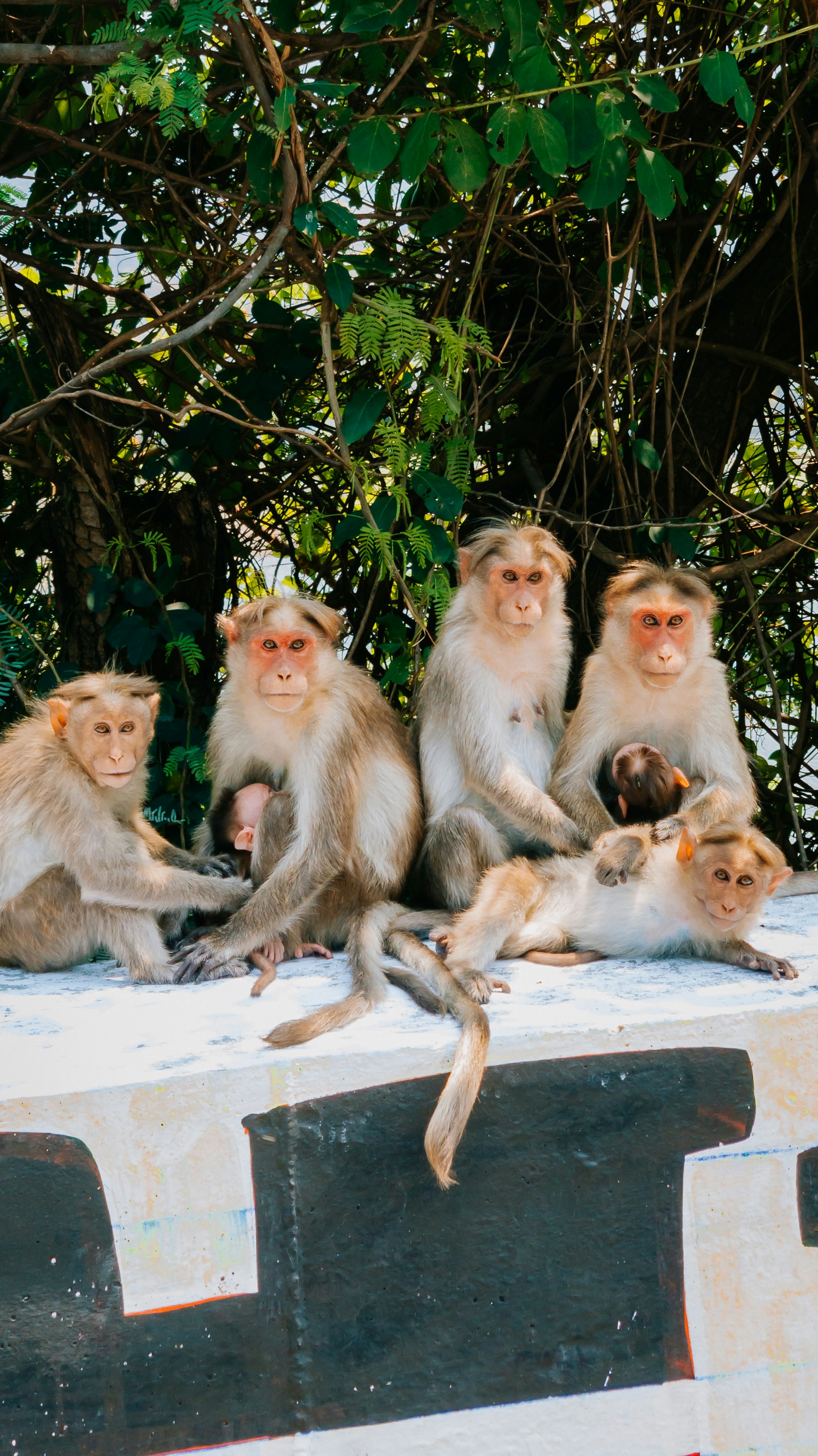 a group of monkeys sitting on a ledge