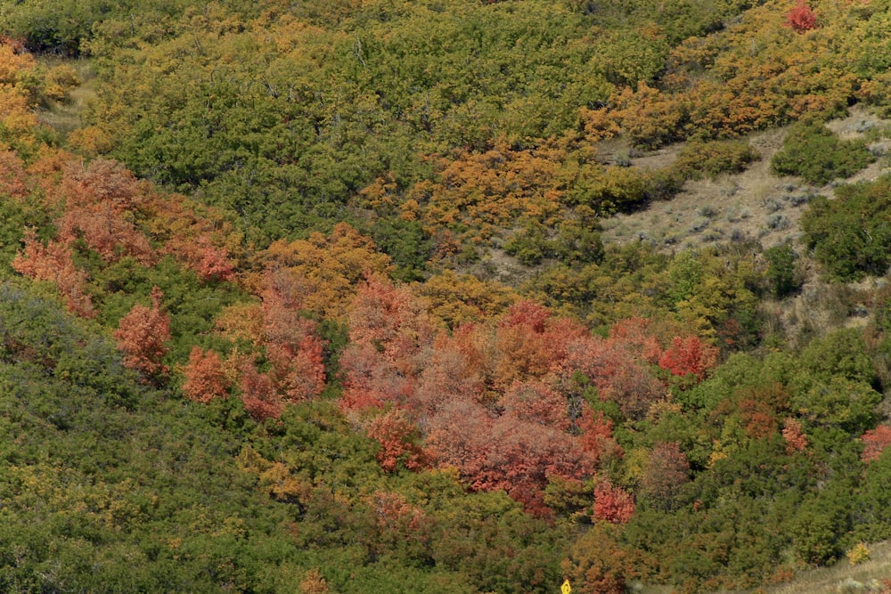 an aerial view of a forested area with colorful trees
