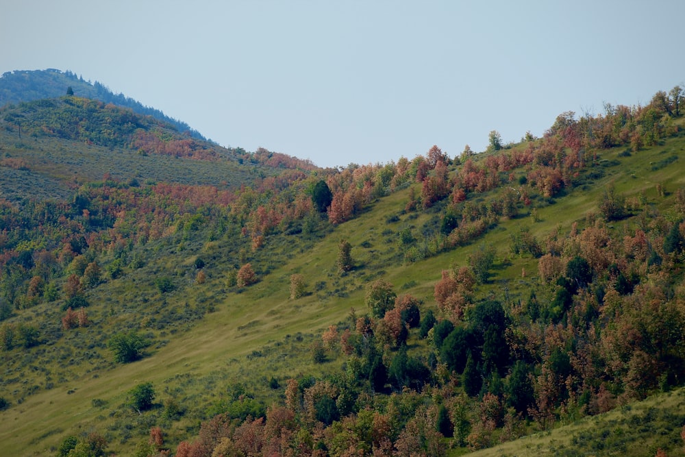 a hill with trees on the side of it