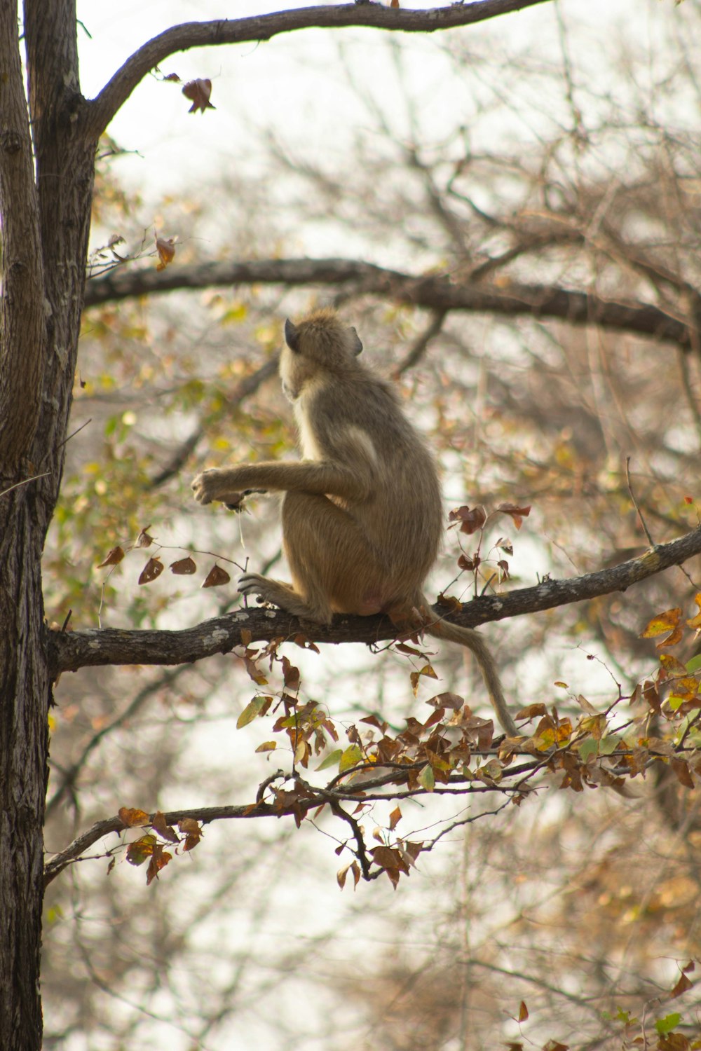 a monkey is sitting on a tree branch