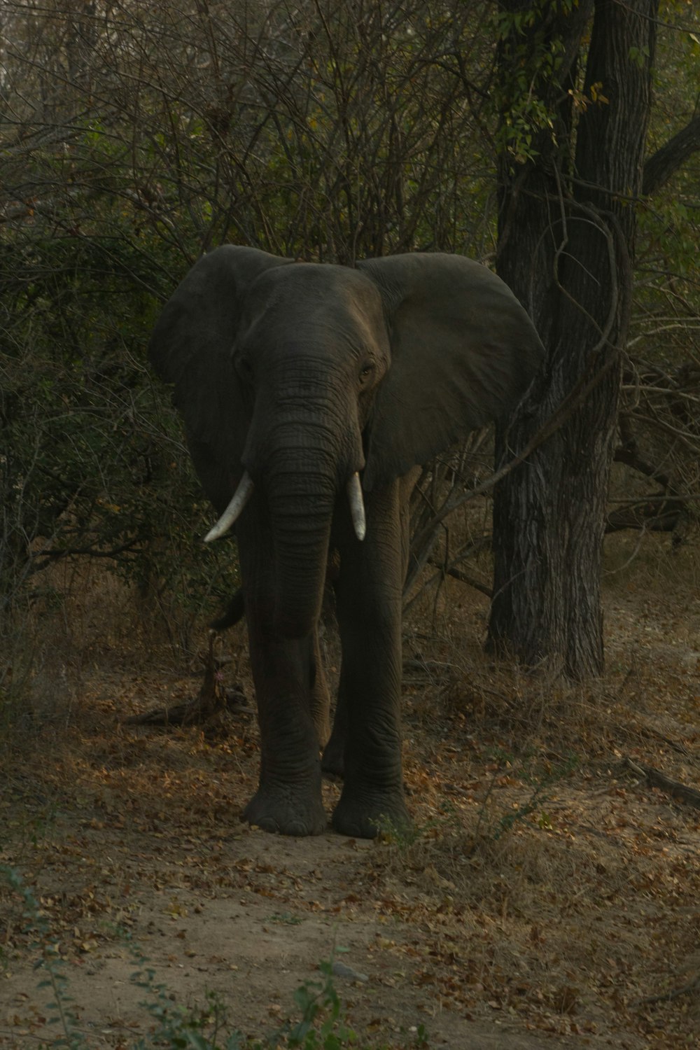 an elephant standing in the middle of a forest