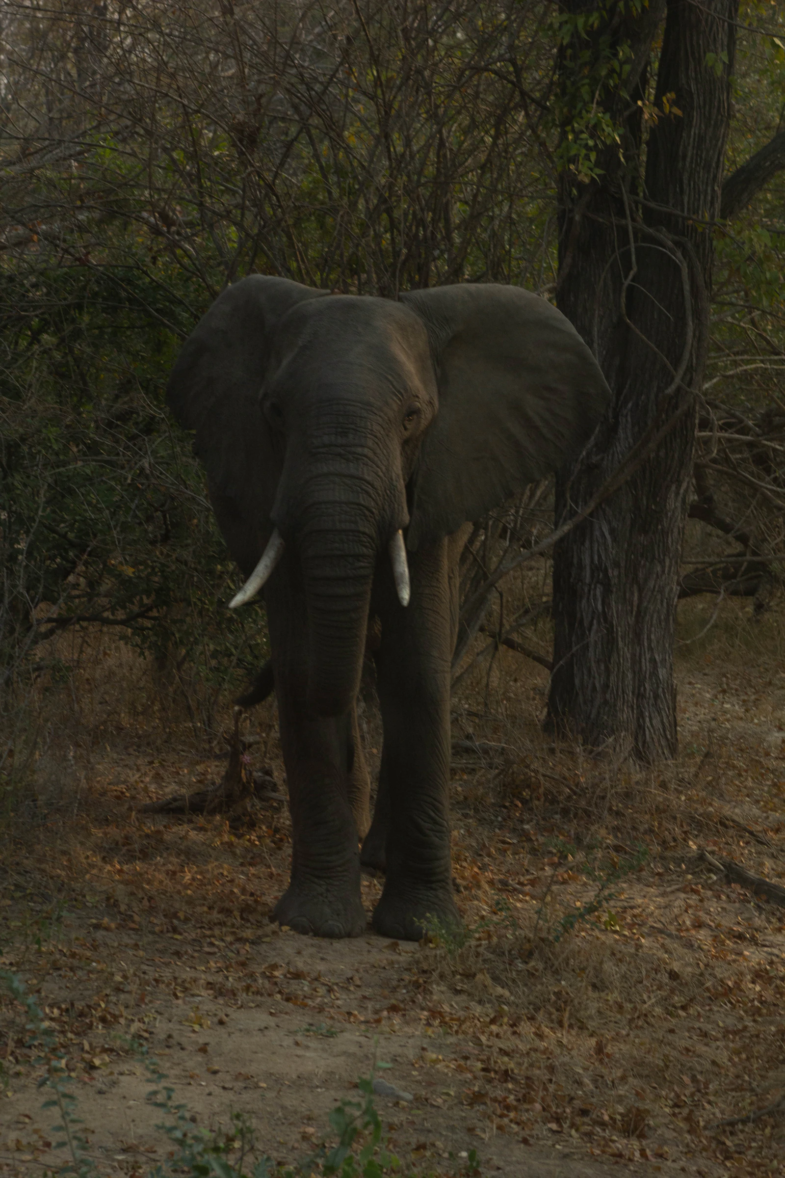 Elephant in Liwonde National Park, Malawi