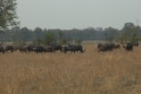 Buffaloes grazing peacefully in the open green pastures under a clear blue sky
