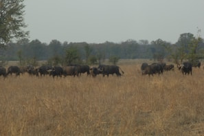 Buffaloes grazing peacefully in the open green pastures under a clear blue sky