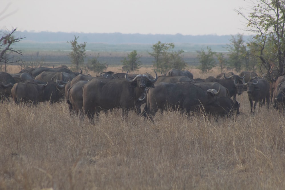 a herd of cattle standing on top of a dry grass field