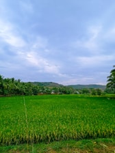 A lush green field of crops, possibly rice, extends across the foreground, bordered by a line of tall palm trees. In the background, rolling hills are visible under a sky filled with a mix of light and dark clouds.